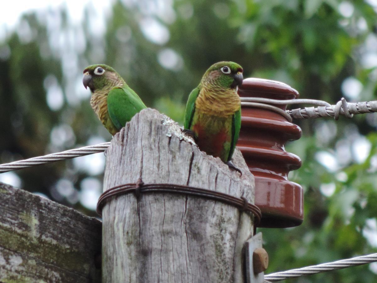 Pousada Da Baronesa โนวา เปโตรโปลิส ภายนอก รูปภาพ
